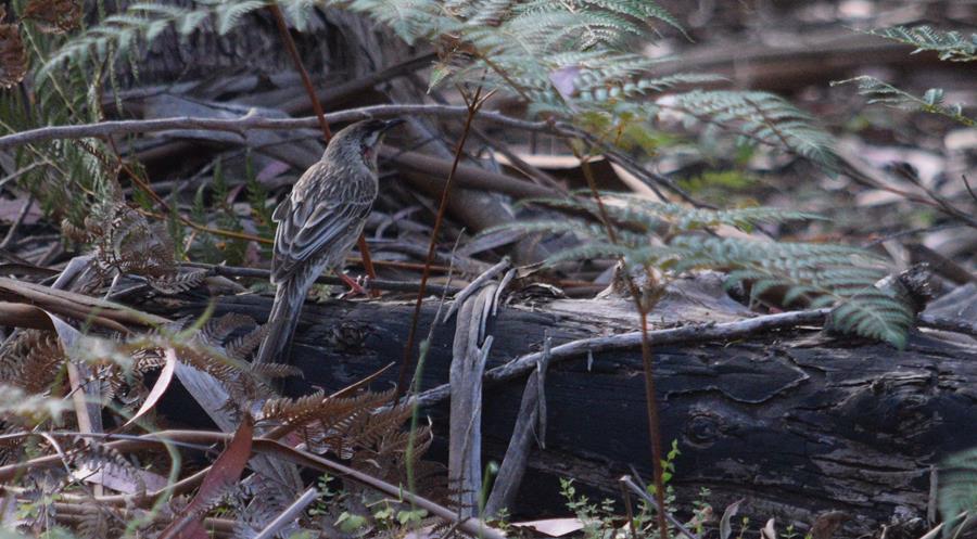 Wattlebird red 2022 0003.JPG